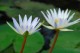 Thumbs/tn_Dsc_1920.jpg