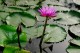 Thumbs/tn_Dsc_1953.jpg