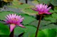 Thumbs/tn_Dsc_1962.jpg