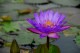 Thumbs/tn_Dsc_1963.jpg