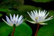 Thumbs/tn_Dsc_1972.jpg