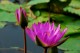 Thumbs/tn_Dsc_1980.jpg