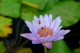 Thumbs/tn_Dsc_1992.jpg
