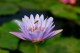 Thumbs/tn_Dsc_1993.jpg