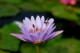 Thumbs/tn_Dsc_1994.jpg
