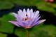 Thumbs/tn_Dsc_1995.jpg