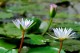 Thumbs/tn_Dsc_2000.jpg