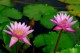Thumbs/tn_Dsc_2002.jpg