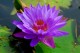 Thumbs/tn_Dsc_2008.jpg