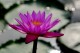 Thumbs/tn_Dsc_2015.jpg