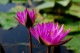 Thumbs/tn_Dsc_2021.jpg