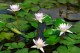 Thumbs/tn_Dsc_2026.jpg